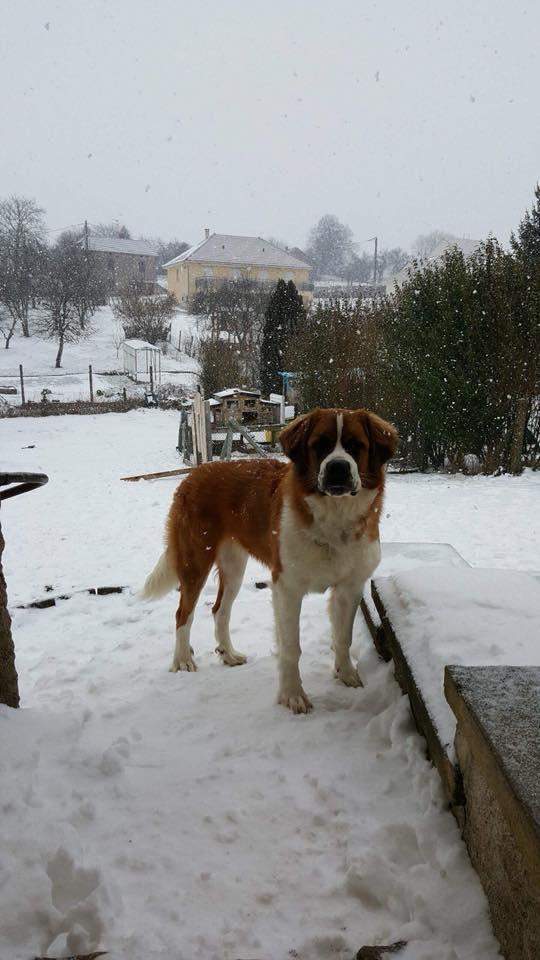 levage familial de chiens Étaples