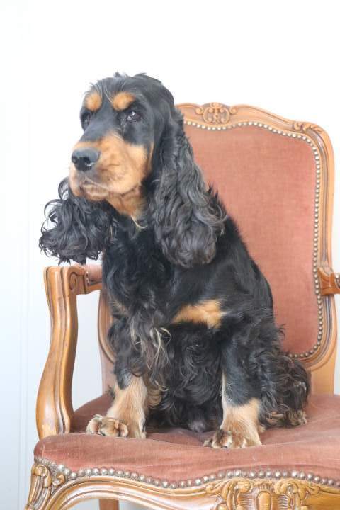 leveur Cocker Anglais Étaples