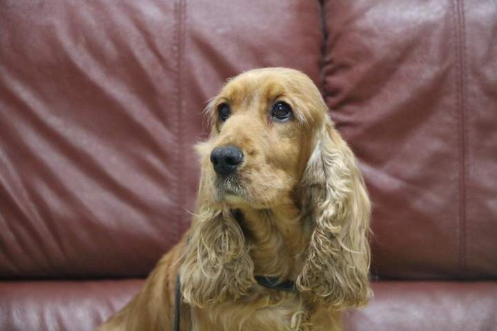 leveur Cocker Anglais Étaples