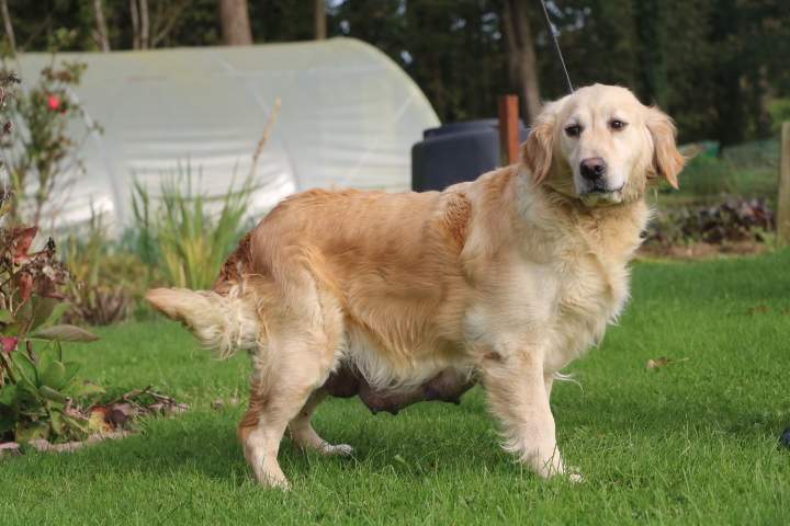 leveur Golden Retriever Étaples