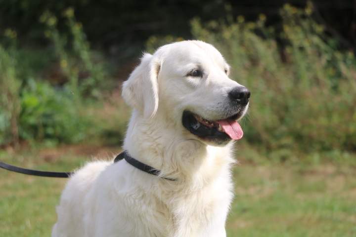 leveur Golden Retriever Étaples