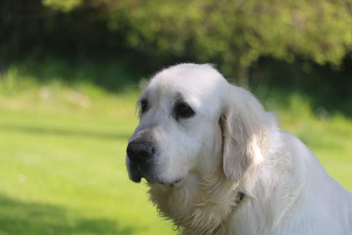 leveur Golden Retriever Étaples