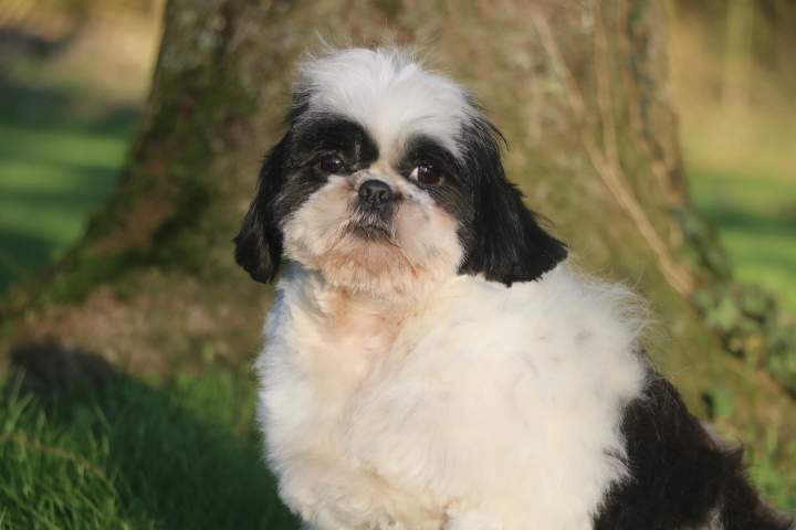 Eleveur Shih Tzu Étaples