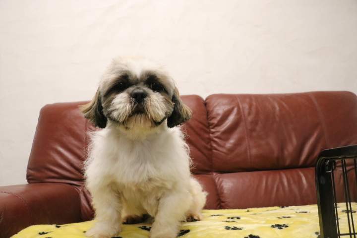 Eleveur Shih Tzu Étaples