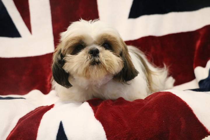 Eleveur Shih Tzu Étaples