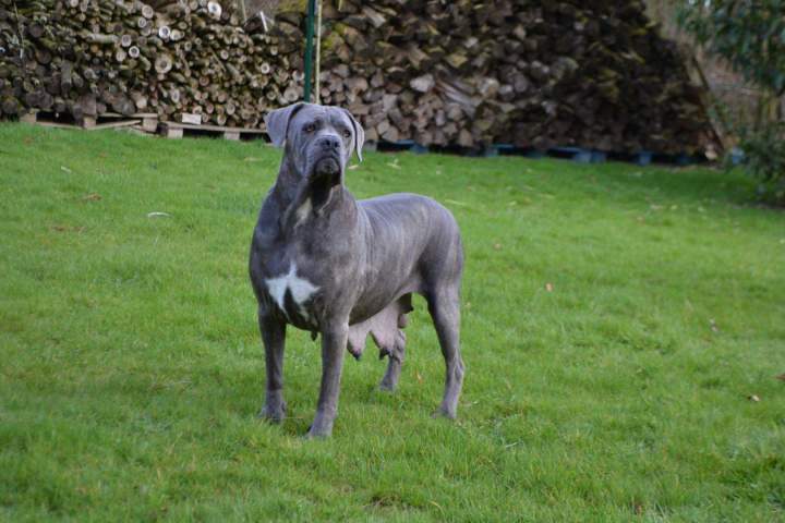 leveur de Cane Corso Étaples