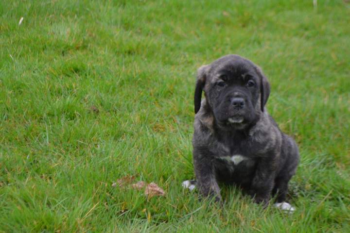 leveur de Cane Corso Étaples