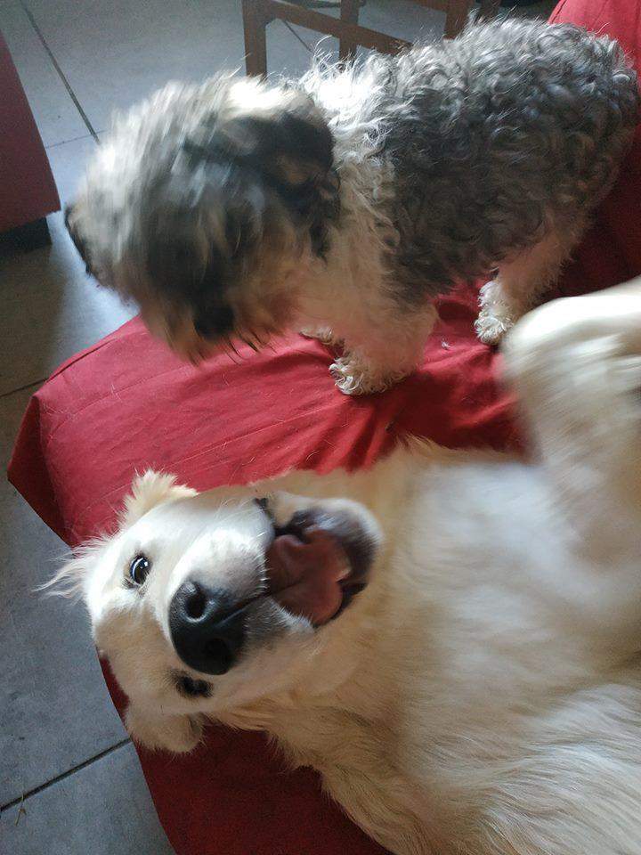 leveur de chiens Étaples     