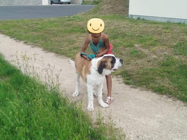 leveur de chiens Étaples    