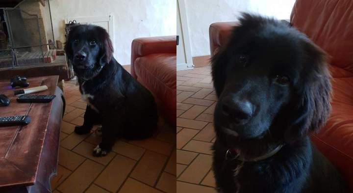 leveur de chiens Étaples   