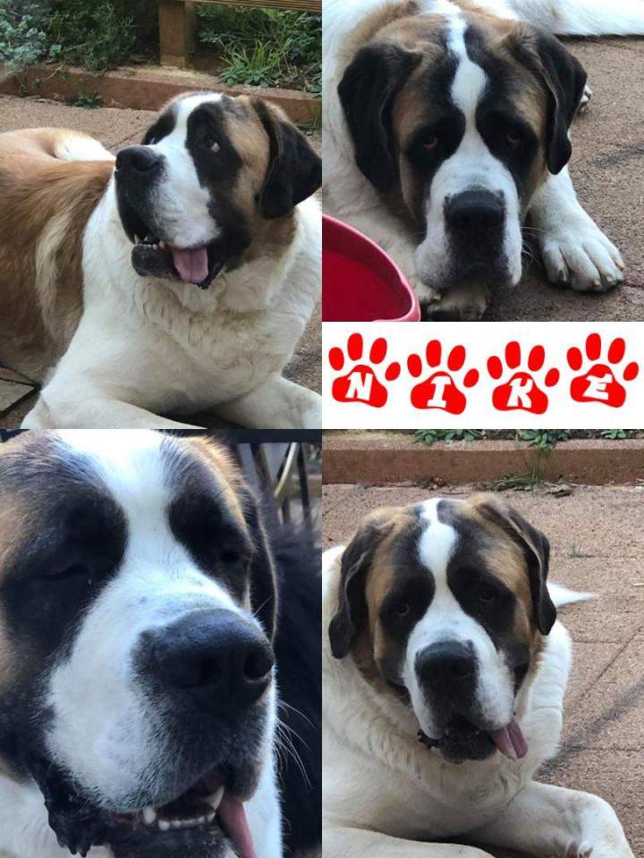 leveur de chiens Étaples 