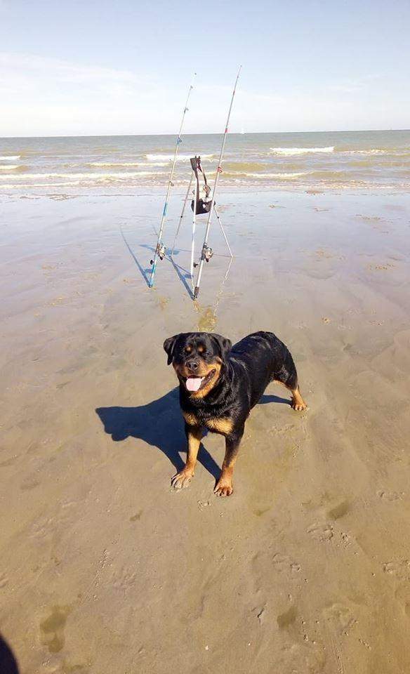 leveur de chiens Étaples