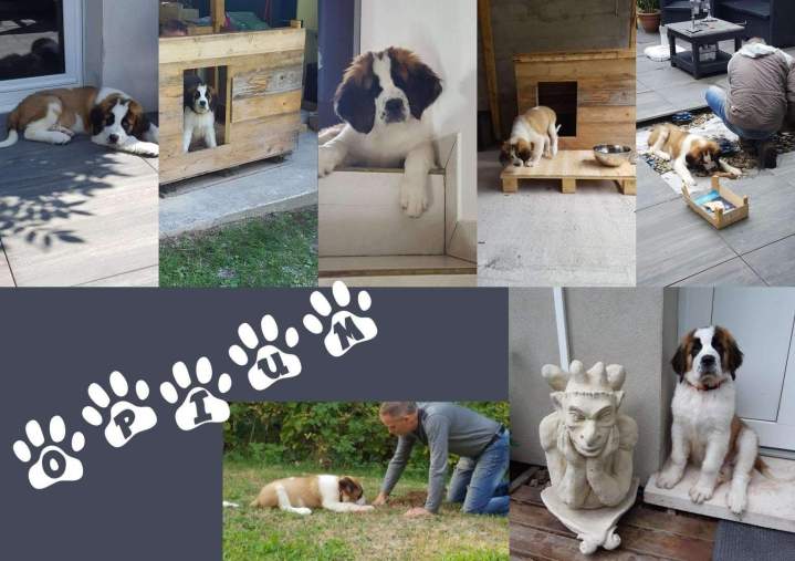 leveur de chiens Étaples