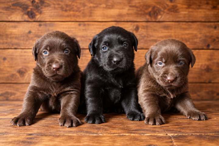 Chiot Labrador à vendre Étaples